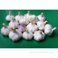 Normal White Garlic Purple Garlic Price